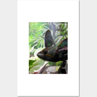 Veiled Chameleon Posters and Art